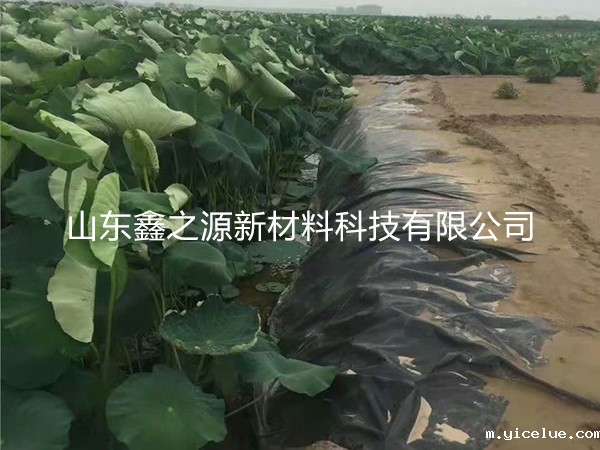 藕池防渗膜损耗计算：简单新颖的方法解析